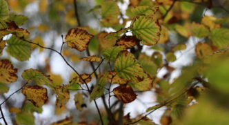 listopadowe liście